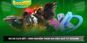 Đá Gà Cựa Sắt – Kinh Nghiệm Tham Gia Hiệu Quả Từ Good88
