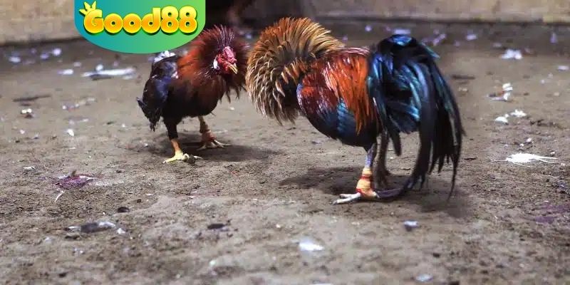 Những giống gà được chọn để thi đấu