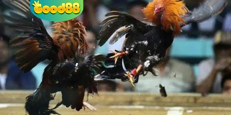 Đá gà cựa bịt sắt phổ biến trên đấu trường gà