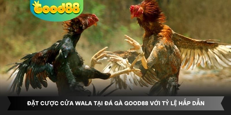 Đặt cược cửa Wala tại đá gà Good88 với tỷ lệ hấp dẫn