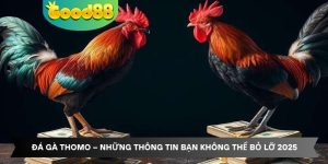 Đá Gà Thomo – Những Thông Tin Bạn Không Thể Bỏ Lỡ 2025