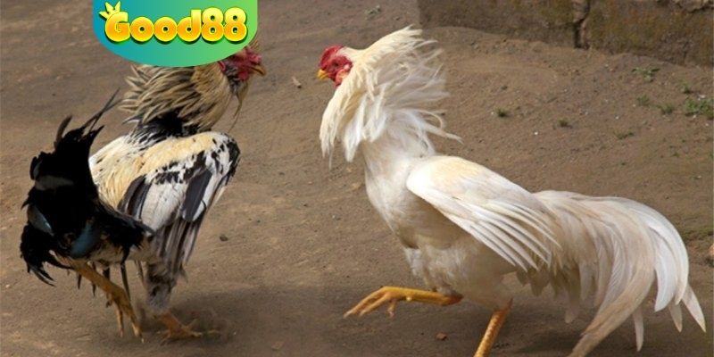 Khám phá về luật chơi đá gà tại Thomo