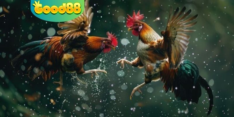 Các lưu ý giúp bạn tránh được rủi ro khi đá gà tại Thomo