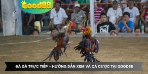 Đá Gà Trực Tiếp - Hướng Dẫn Xem Và Cá Cược Tại Good88