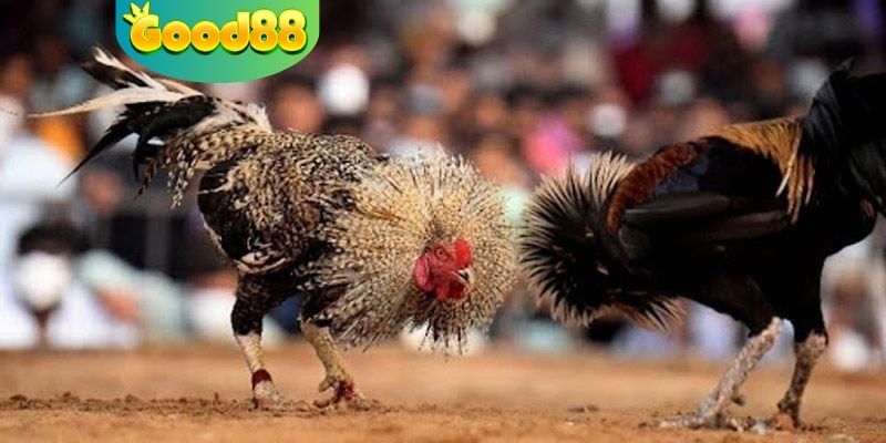 Các hình thức để trải nghiệm trực tiếp đá gà