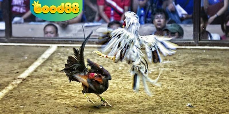 Sân chơi mở dễ dàng trải nghiệm và cá cược