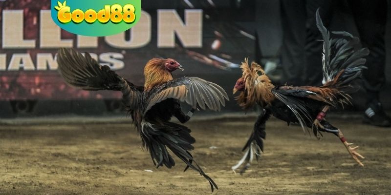 Quy trình diễn ra của trận trực tiếp đá gà Thomo