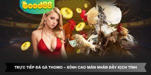 Trực Tiếp Đá Gà Thomo - Đỉnh Cao Mãn Nhãn Đầy Kịch Tính