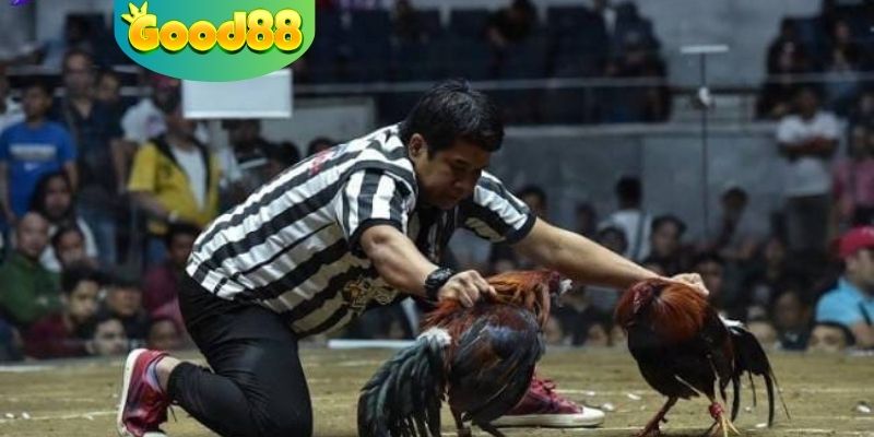 Quy trình diễn ra của trận trực tiếp đá gà Thomo